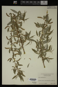 Salix babylonica image