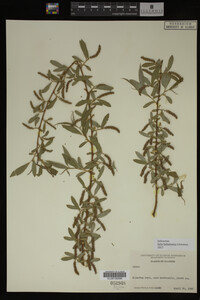 Salix babylonica image
