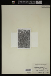Salix babylonica image