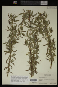 Salix babylonica image