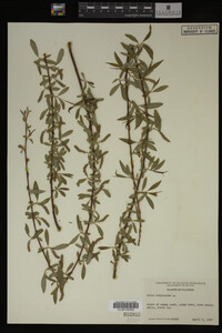 Salix babylonica image