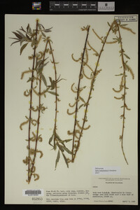 Media resource of Salix babylonica