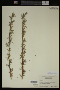 Salix babylonica image