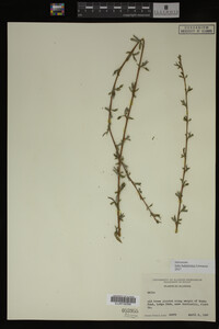Salix babylonica image