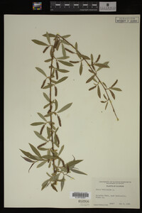 Salix babylonica image