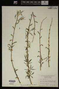 Salix babylonica image