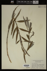 Salix babylonica image