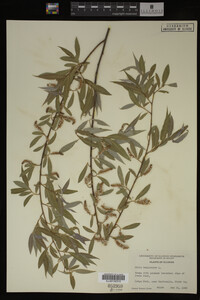 Salix babylonica image
