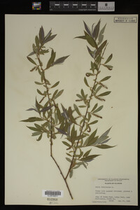 Salix babylonica image