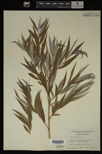 Salix babylonica image