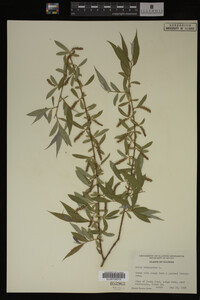 Salix babylonica image