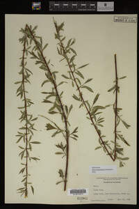 Salix babylonica image