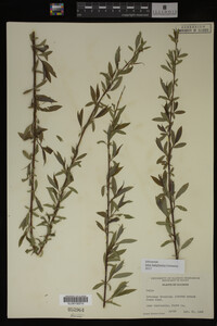 Salix babylonica image