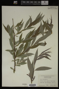 Salix babylonica image