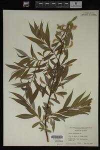 Salix babylonica image