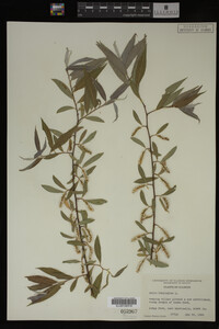 Salix babylonica image