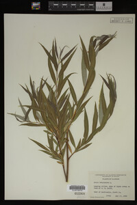 Salix babylonica image