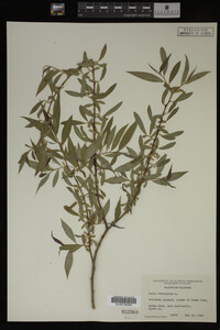 Salix babylonica image