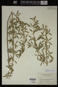 Salix babylonica image