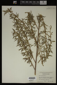 Salix babylonica image