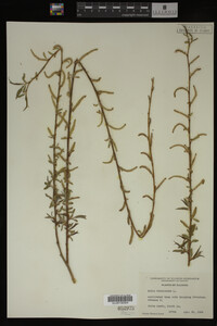Salix babylonica image