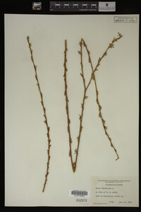 Salix babylonica image