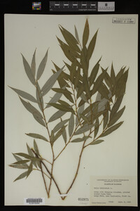 Salix babylonica image
