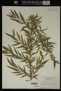 Salix babylonica image
