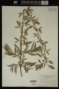 Salix babylonica image