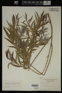 Salix babylonica image