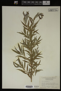 Salix babylonica image