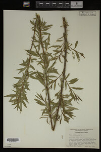 Salix babylonica image