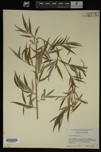 Salix babylonica image