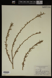 Salix babylonica image