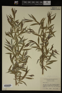 Salix babylonica image