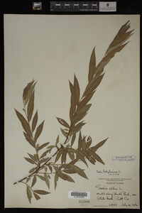 Salix babylonica image