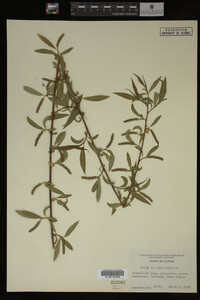 Salix babylonica image