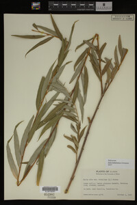 Salix babylonica image