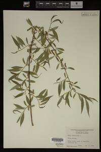 Salix babylonica image