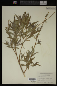 Salix babylonica image