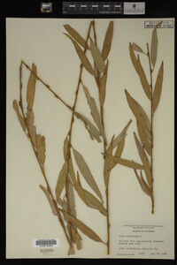Salix babylonica image