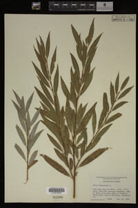 Salix babylonica image
