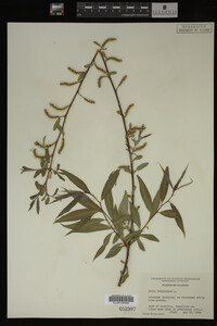 Salix babylonica image