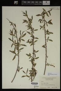 Salix babylonica image