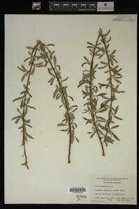 Salix babylonica image