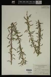 Salix babylonica image