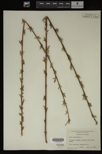 Salix babylonica image