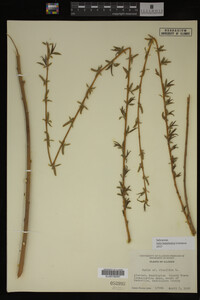 Salix babylonica image