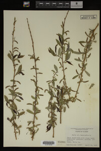 Salix babylonica image