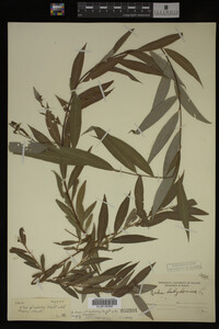 Salix babylonica image